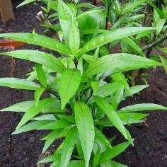 Justicia gendarussa 2