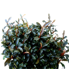 Bucephalandra lamandau 'mini' su pad