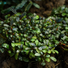 Bucephalandra lamandau 'mini' su pad 2