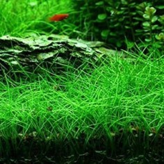 Eleocharis acicularis su pad 2