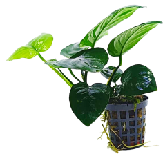 Anubias barteri var. nana