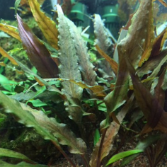 Cryptocoryne Undulata Green 2
