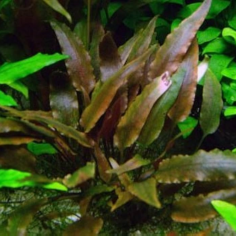 Cryptocoryne Walkeri 2