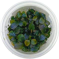 Bucephalandra Sp. Maya in Troplant Linea Vitro Ø 60