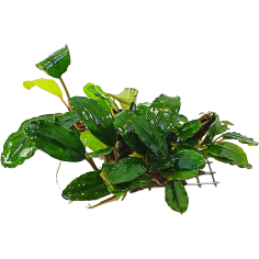 Bucephalandra Kir Royal su Pad