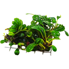 Bucephalandra Hades Metallic Green su Pad