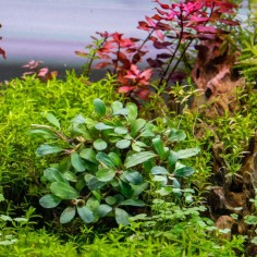 Bucephalandra Kir Royal su Pad 2