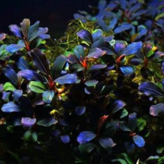 Bucephalandra Hades Metallic Green su Pad 2