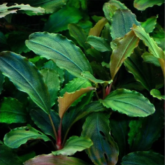 Bucephalandra Sp. Maya in Troplant Linea Vitro Ø 60 2