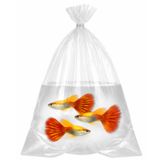 Busta per Trasporto Pesci 70um cm15x45 - 10 pezzi