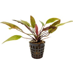 Echinodorus 'Purpurea'