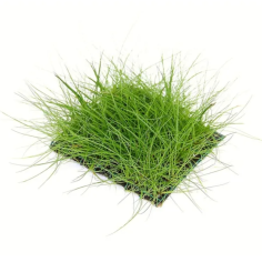 Eleocharis parvula su pad