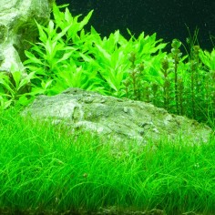 Eleocharis parvula su pad 2