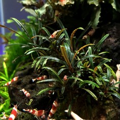 Bucephalandra sp. Filiform 2