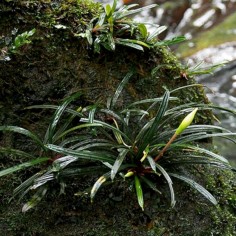Bucephalandra sp. Filiform