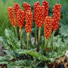 Arum italicum (Gigaro italiano / Italian Lords and Ladies) 2