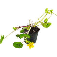 Caltha palustris (Marsh marigold)