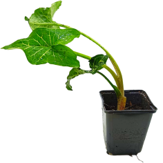 Arum italicum (Gigaro italiano / Italian Lords and Ladies)