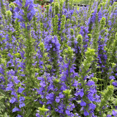 Lobelia syphilitica 2