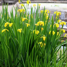 Iris pseudacorus (Yellow flag) 2