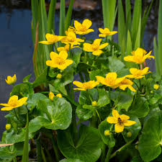 Caltha palustris (Marsh marigold) 2
