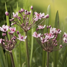 Butomus umballatus (Swanflower)