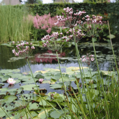 Butomus umballatus (Swanflower) 2