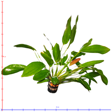 Echinodorus 'Rose' - pianta madre