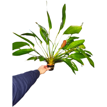 Echinodorus 'Rose' - pianta madre