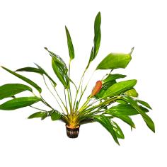 Echinodorus 'Rose' - pianta madre