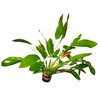 Echinodorus 'Rose' - pianta madre