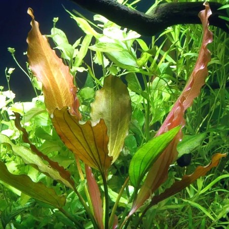 Echinodorus 'Rose' - pianta madre