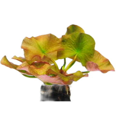 Nuphar japonica