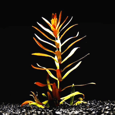 Ammannia pedicellata 'Gold'