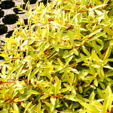 Ammannia pedicellata 'Gold'