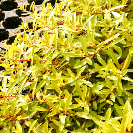 Ammannia pedicellata 'Gold'