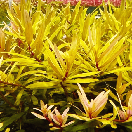 Ammannia pedicellata 'Gold'