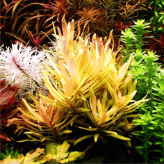 Ammannia pedicellata 'Gold' 2