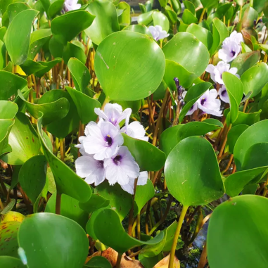 eichhornia azurea