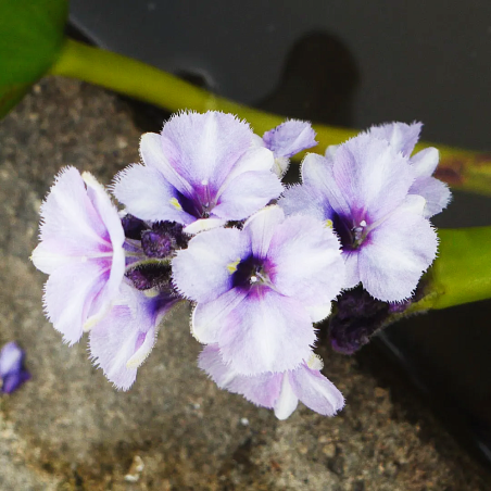 eichhornia azurea