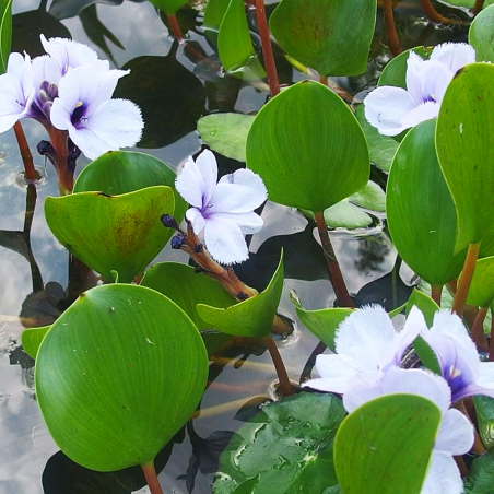 eichhornia azurea