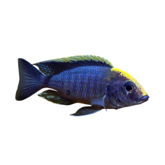 Aulonocara maylandi - Apachy Cichlid - 10 cm