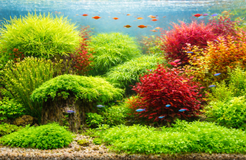 Piante Acquatiche per il Tuo Acquario di Acqua Dolce